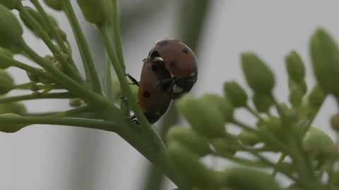 Macro shot of two Seven-spot ladybird bugs mating on a green flower stem against Stock Footage 276758760