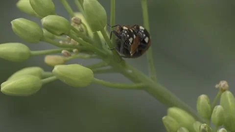 Macro shot of two Seven-spot ladybird bugs mating on a green flower stem against Stock Footage 276758783
