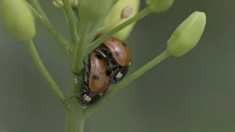Macro shot of two Seven-spot ladybird bugs mating on a green flower stem against Stock Footage 276758802