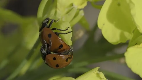 Macro shot of two Seven-spot ladybird bugs mating on a yellow flower against Stock Footage 276758816