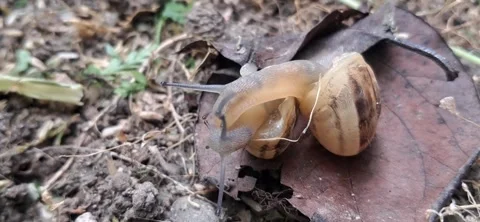 Macro shot of two snails interacting on a dry leaf 動画素材 336007611