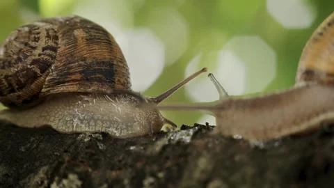 Macro shot of two snails moving slowly to each other. Helix Aspersa Muller Snail Stock Footage 245383627