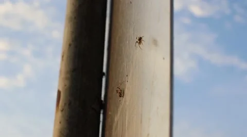 Macro shot of two spiders struggling to meet 스톡 동영상 53465487