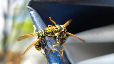 Macro shot of two wasps fighting or interacting on a blue surface Stock Footage 333640382