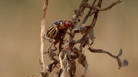 Macro Shot of ugly beetle insect, climbing on wood outdoor in the nature. Stockbeeldmateriaal 116903409