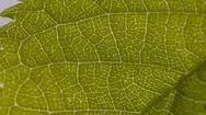 Macro Shot Of The Underside Of A Sprig Leaf, Backlit By Sunlight Stock Footage