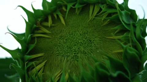 Macro shot of unopened green sunflower bud Vidéo 339780378