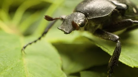 Macro shot of variable chafer (Gnorimus variabilis)  in natural habitat 스톡 동영상 333001748