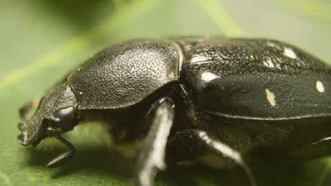 Macro shot of variable chafer (Gnorimus variabilis)  in natural habitat 库存影片 333001755