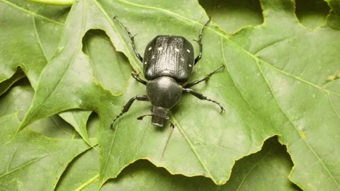 Macro shot of variable chafer (Gnorimus variabilis) resting on a green leaf Stockbeeldmateriaal 333001809