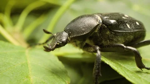 Macro shot of variable chafer (Gnorimus variabilis) resting on green leaf Stock Footage 333001844