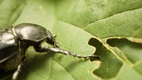 Macro shot of variable chafer (Gnorimus variabilis) resting on green leaf Video stock 333001871