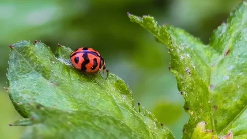 Macro shot of a variable ladybird beetle. Stock Footage 346911548