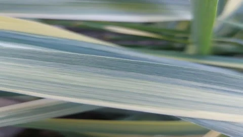 Macro shot of variegated green and white leaves of an ornamental grass waving in Stock Footage 337052647