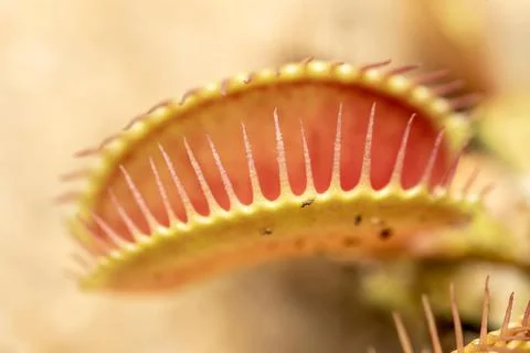 Macro shot of a Venus flytrap with a blurred background 库存照片