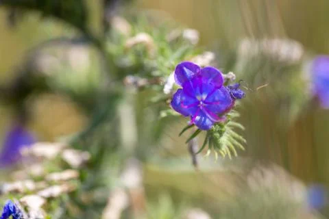 Macro shot of a Veronica beccabunga with beautiful purple flowers Stock Photos