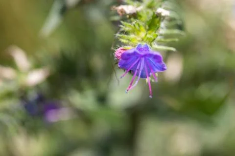 Macro shot of a Veronica beccabunga with beautiful purple flowers Stock Photos