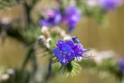 Macro shot of a Veronica beccabunga with beautiful purple flowers Stock Photos