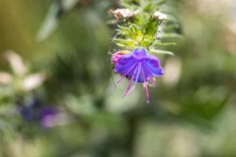 Macro shot of a Veronica beccabunga with beautiful purple flowers Stock Photos