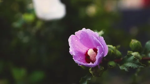 Macro Shot of a Vibrant Flower Covered in Morning Dew Stock Footage 303011232