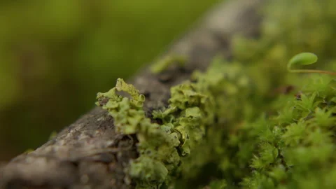 Macro shot of vibrant forest moss and grass on tree bark Stock Footage 346547244