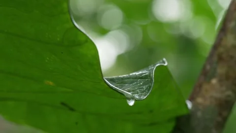 A macro shot of a vibrant green leaf Video stock 298161901