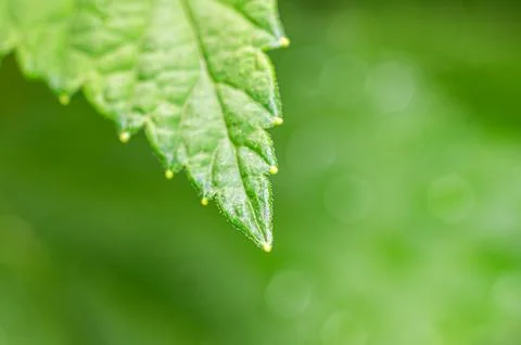 Macro shot of a vibrant green leaf edge with tiny water droplets Stock Photos
