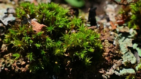 Macro shot of vibrant green moss growing on bark Stock Footage 346683297