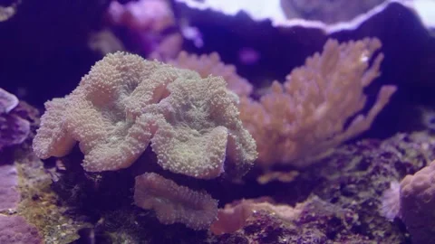 Macro shot of vibrant pink leather coral in a saltwater reef aquarium. Beau.. Vídeos de archivo 340147903