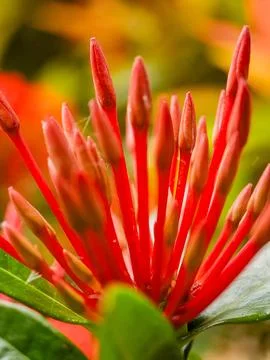 Macro shot of vibrant red Ixora flowers with a shallow depth of field, show.. Stock Photos