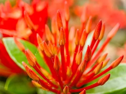 Macro shot of vibrant red Ixora flowers with a shallow depth of field, show.. Stock Photos