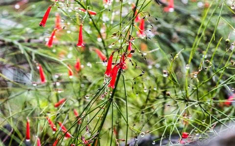 Macro shot of vibrant red tubular flowers with water droplets after rain Stock Photos