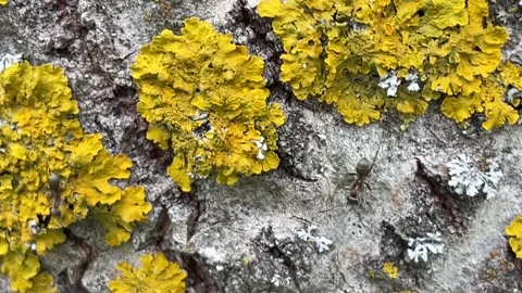 Macro shot of vibrant yellow lichen growing on rough tree bark 스톡 동영상 335760033