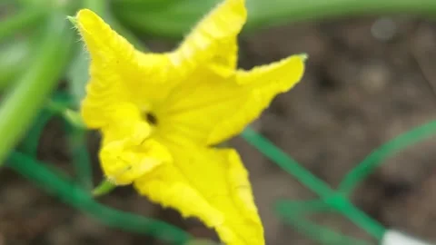 Macro shot of a vibrant yellow zucchini flower blooming in the garden Stock Footage 337052653