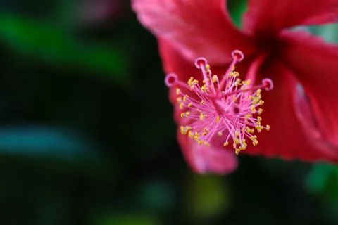 Macro shot view of a beautiful red hibiscus flower stamen with yellow pollen. Foto stock
