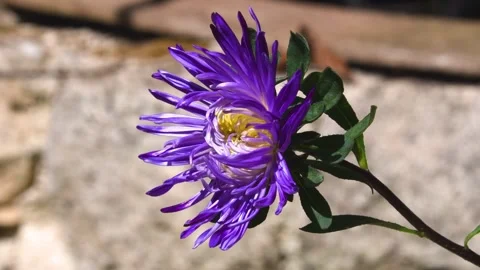 Macro Shot of Violet Aster Flower in Full Bloom 스톡 동영상 343259394