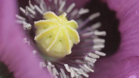 A macro shot of a violet flower stigma. Stock Footage 279936320