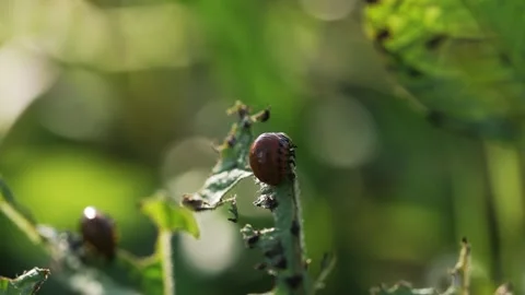 Macro shot of a voracious colorado potato beetle larva feasting on a potato Stock Footage 344564139