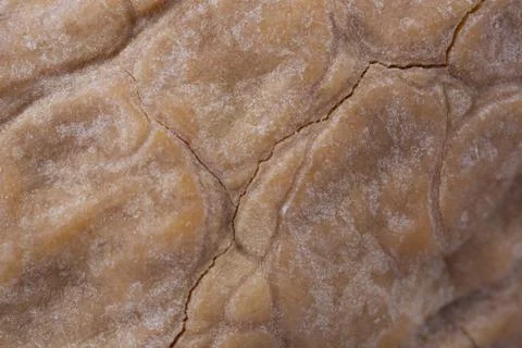 Macro shot of a walnut shell with longitudinal and transverse cracks Stock Photos
