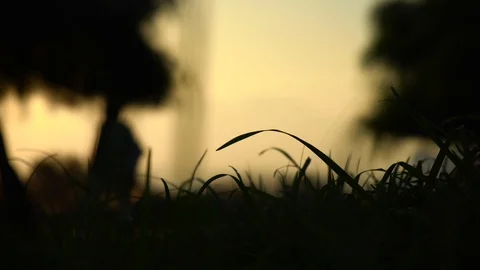 Macro Shot Of Warm Summer Sunset In Meadow. Stock Footage 94140136