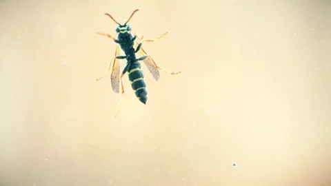 Macro shot of a wasp crawling on window glass Stock Footage