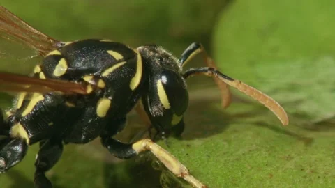 Macro shot of wasp drinking water in summer Stock Footage 333613194