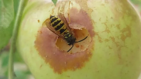 Macro shot of wasp eating damaged ripe yellow apple on tree branch Vidéo 346241085