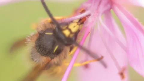 Macro shot of a wasp sits the flower. HD Stock Footage 97601591