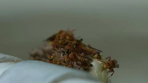 Macro shot of wasps and their nest Stock Footage 295744767