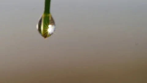 Macro shot of water and leaf Stock Footage 79004870