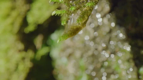 Macro shot of a water drop coming down in a natural environment Stock Footage 229498716
