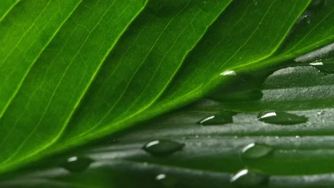 Macro shot of water drop falling on a gorgeous green leaf 库存影片 98693253