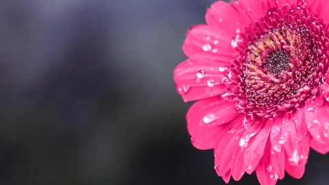 Macro shot of a water drop falling on a pink gerbera flower, dark backgroun.. Stock Footage 317314579