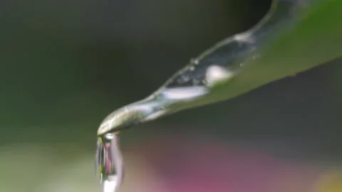 Macro shot of water drop on green leave Stock Footage 148006038